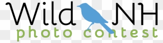 Bluebird Clipart Audubon - Mountain Bluebird - Png Download