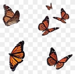 #aesthetic #aesthetictumblr #aestheticsticker #aestheticorange - Butterfly Png For Editing Clipart