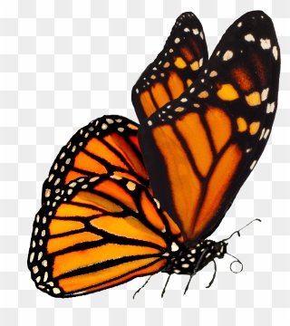 Largest Collection Of Free To Edit Monarch Butterflies - Monarch Butterfly Transparent Background Clipart