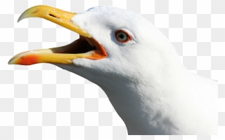 Seagull Head No Background Clipart