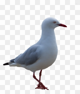 Seagull Clipart Post Clipart - Seagull Png Transparent Png
