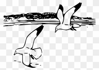 Herring Gulls - Seagull Clipart Black And White - Png Download