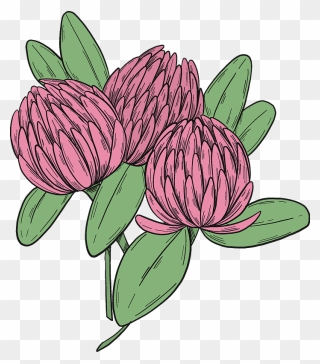 Pink Clover Clipart - Fritillaria - Png Download