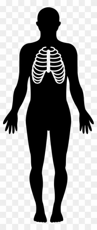 Human Body Shape Png Clipart