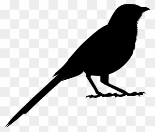 American Crow Clip Art Fauna Silhouette Common Raven - Crow - Png Download