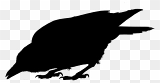 American Crow Common Raven Fauna Silhouette - Fish Crow Clipart