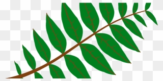 Pinnate Leaf - Tropical Rainforest Leaves Clipart - Png Download