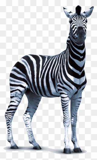 Zebra Technologies Clip Art - Transparent Zebra Png