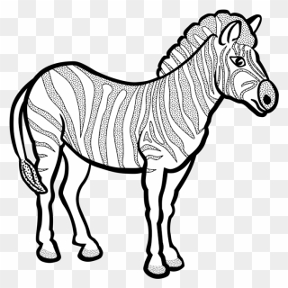 Zebra-lineart - Black And White Zebra Clipart - Png Download