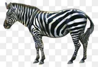 Transparent Zebra Clip Art - Animal Zebra - Png Download