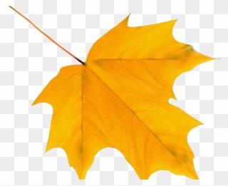 Autumn Leaf Clipart Png Transparent Png