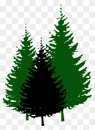 Pine Tree Fir Clip Art - Pine Tree Black And White - Png Download