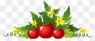 Red Tomatoes Png Image - Tomato Flower Plant Clipart Transparent Png