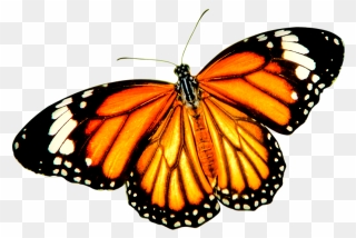 Monarch Butterfly Tiger Danaus Genutia Insect - Transparent Background Monarch Butterfly Png Clipart
