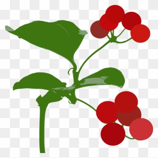 Smilax China Clipart - Smilax Clipart - Png Download