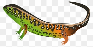 Lizard Clipart Female Cartoon - Lizard - Png Download
