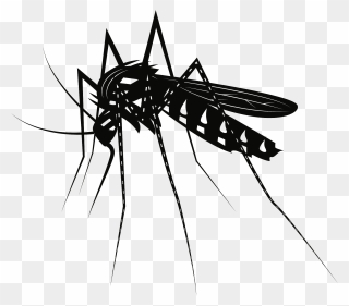 Mosquito Clipart Black And White - Png Download