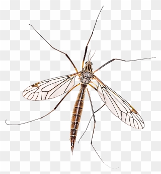 Collection Of Free Mosquito Drawing Graffiti Download - Crane Fly Clipart