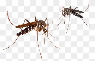 Transparent Mosquito Clipart - Mosquito Png Transparent Background