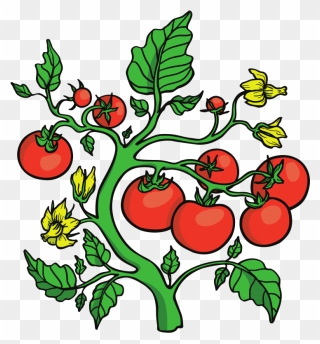 Vector Graphics , Png Download - Tomatoes On Vines Clip Art Transparent Png