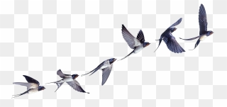 Flight Flock Of Birds Swallow Bird Barn Clipart - Swallows Png Transparent Png