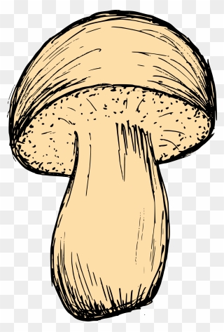 Mushroom Drawing 3 - Mushroom Png Drawing Vector Clipart