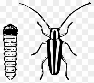 Borer Clipart - Png Download
