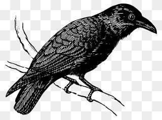 Raven Clipart Black And White - Transparent Background Crow Drawing Png