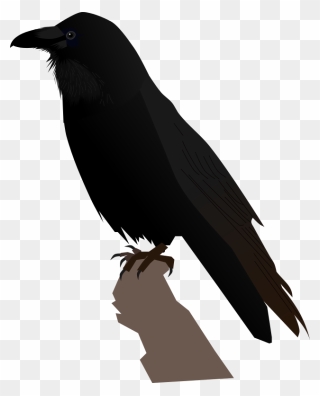 Common Raven Transparent Png Png Icons - Svg Raven Clipart