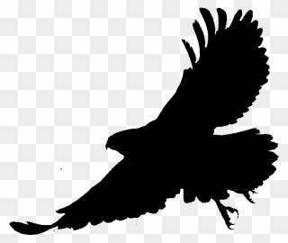 Bald Eagle Silhouette Fauna Beak - Transparent Eagle Silhouette Clipart