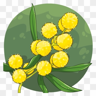 Wattle Tree Flower Gold And Green Clipart