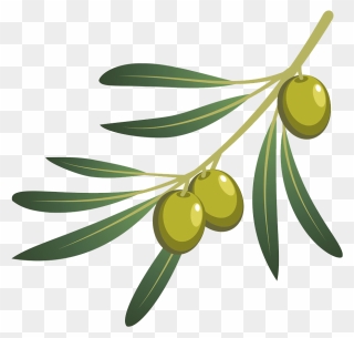 Olive Oil Olive Branch - Png Olives Clipart