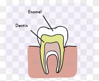 Enamel And Dentin Clipart