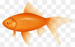 Orange Fish Clipart - Png Download