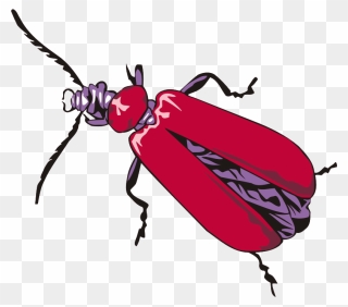 Cardinal Beetle - Insects Drawing Png Clipart