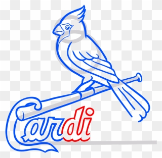 Learn Easy To Draw St - St Louis Cardinals Logo Drawing Clipart