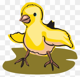 Transparent Baby Chicks Clipart - Clip Art - Png Download