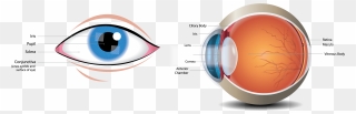 Parts Of An Eye Clipart