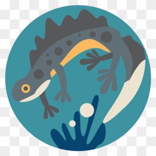 Great Crested Newt - Illustration Clipart