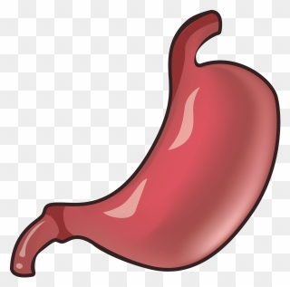 Желудок Пнг Clipart