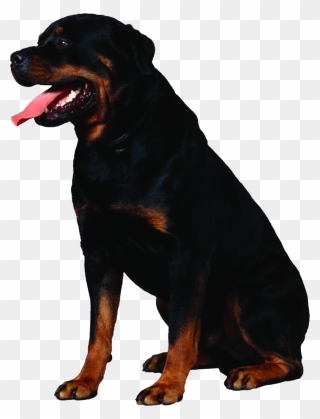 Dog Png, Download Png Image With Transparent Background, - Rottweiler Transparent Background Clipart