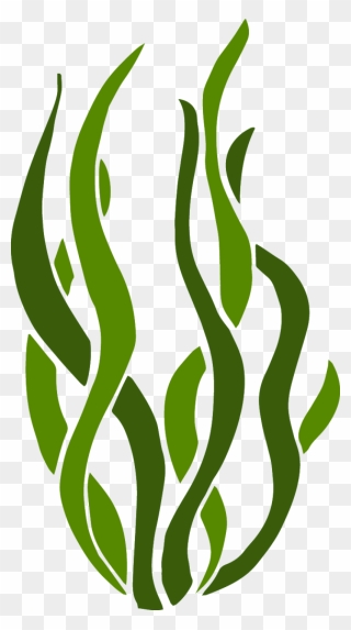 Transparent Photosynthesis Clip Art - Alge Png