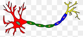 Neuron-colored Png Images - Neuron Clip Art Transparent Png