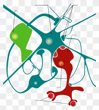 Glial Cell Diagram Clipart