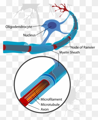 Node Of Ranvier Neuron Clipart