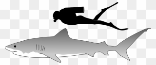 Tiger Shark Size - Tiger Shark Size Comparison To Human Clipart