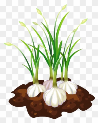 Garlic Bread Free Download Png Hd Clipart - Garlic Plant Clipart Transparent Png