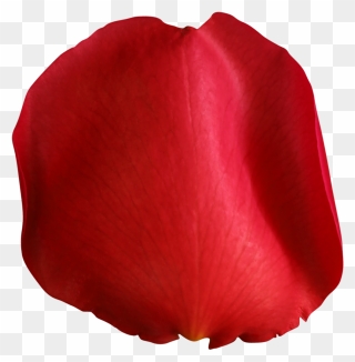 Clip Art Rose Petal - Transparent Red Rose Petals Png