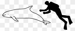 Ganges River Dolphin Outline Png Image With No - South Asian River Dolphin Outline Clipart