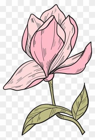 Magnolia Flower Clipart - Tulipa Humilis - Png Download